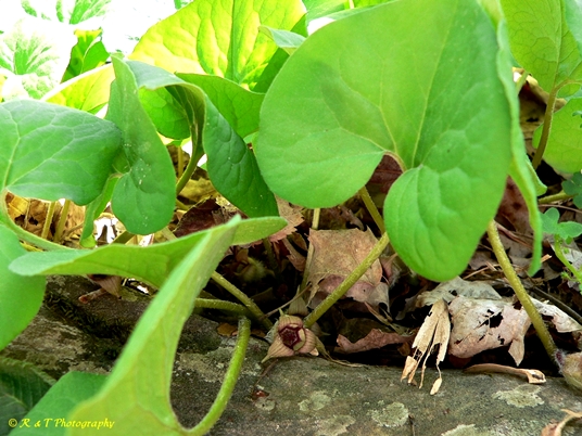 {Asarum reflexum}